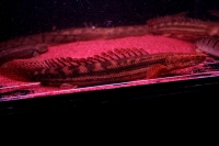 クリックで拡大画像表示