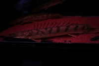 クリックで拡大画像表示