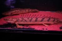 クリックで拡大画像表示