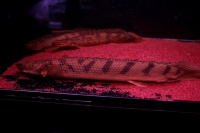 クリックで拡大画像表示