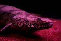 クリックで拡大画像表示