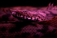 クリックで拡大画像表示