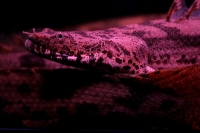 クリックで拡大画像表示