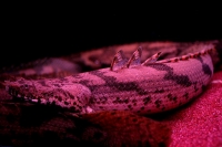 クリックで拡大画像表示