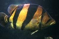 クリックで拡大画像表示