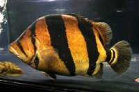 クリックで拡大画像表示