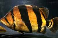 クリックで拡大画像表示