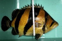 クリックで拡大画像表示