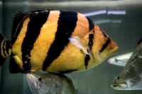 クリックで拡大画像表示