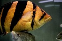 クリックで拡大画像表示