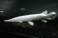 クリックで拡大画像表示