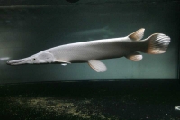 クリックで拡大画像表示