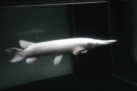 クリックで拡大画像表示