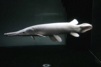 クリックで拡大画像表示