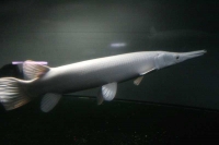 クリックで拡大画像表示