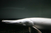 クリックで拡大画像表示