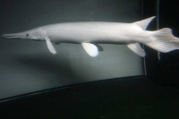 クリックで拡大画像表示