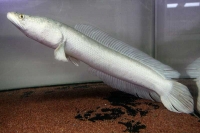 クリックで拡大画像表示