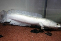 クリックで拡大画像表示