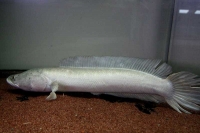 クリックで拡大画像表示