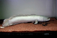 クリックで拡大画像表示