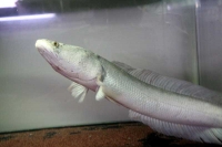 クリックで拡大画像表示