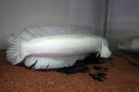 クリックで拡大画像表示