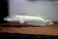 クリックで拡大画像表示