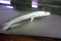 クリックで拡大画像表示