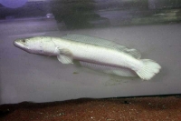 クリックで拡大画像表示