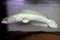 クリックで拡大画像表示