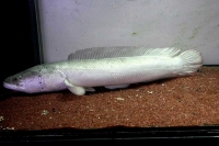 クリックで拡大画像表示