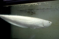 クリックで拡大画像表示