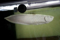 クリックで拡大画像表示