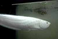 クリックで拡大画像表示