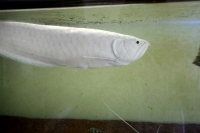 クリックで拡大画像表示