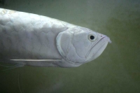 クリックで拡大画像表示