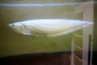 クリックで拡大画像表示