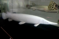 クリックで拡大画像表示