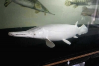 クリックで拡大画像表示