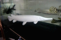 クリックで拡大画像表示