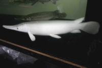 クリックで拡大画像表示