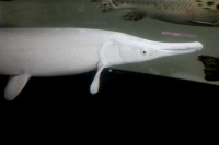 クリックで拡大画像表示