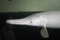 クリックで拡大画像表示