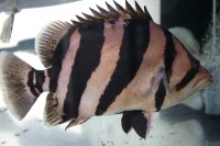 クリックで拡大画像表示