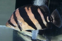 クリックで拡大画像表示