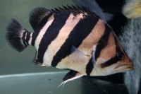 クリックで拡大画像表示