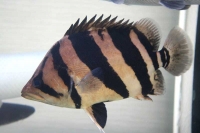 クリックで拡大画像表示