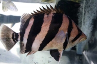 クリックで拡大画像表示