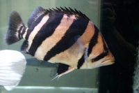 クリックで拡大画像表示